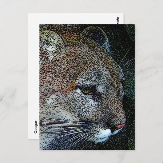 Carte postale Cougar Nature (Devant / Derrière)