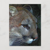 Carte postale Cougar Nature (Devant)