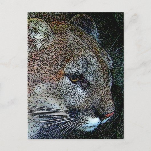Carte postale Cougar Nature (Devant)