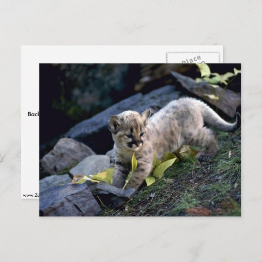 Carte Postale Cougar, petit de six semaines (Devant / Derrière)