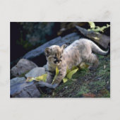 Carte Postale Cougar, petit de six semaines (Devant)