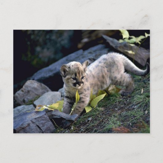 Carte Postale Cougar, petit de six semaines (Devant)