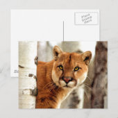 Carte Postale Cougar Photo Peinture (Devant / Derrière)