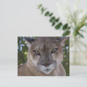Carte postale Cougar Pounce (Debout devant)