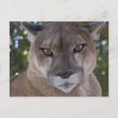 Carte postale Cougar Pounce (Devant)