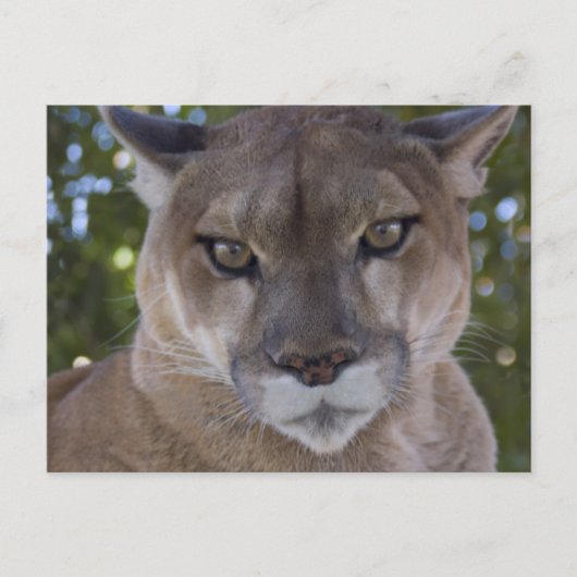 Carte postale Cougar Pounce (Devant)