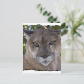 Carte postale Cougar Pounce (Debout devant)