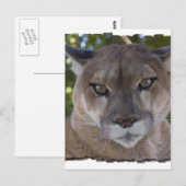 Carte postale Cougar Pounce (Devant / Derrière)