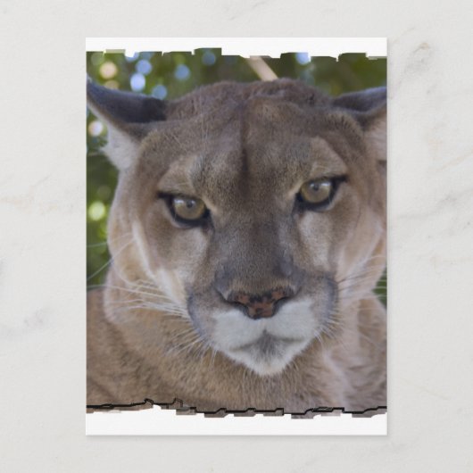Carte postale Cougar Pounce (Devant)