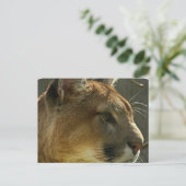Carte postale Cougar Puma (Debout devant)