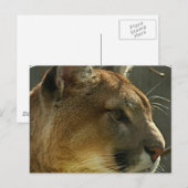 Carte postale Cougar Puma (Devant / Derrière)