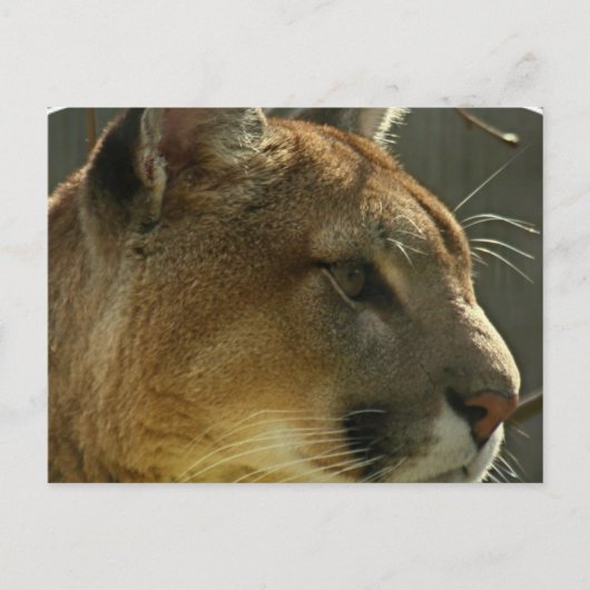 Carte postale Cougar Puma (Devant)