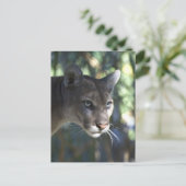 Carte Postale Cougar (Puma Concolor) Photographie faciale (Debout devant)