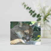 Carte postale Cougar Repose (Debout devant)