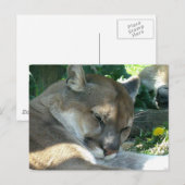 Carte postale Cougar Repose (Devant / Derrière)