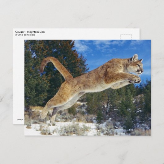 Carte Postale Cougar sauteur (Devant / Derrière)