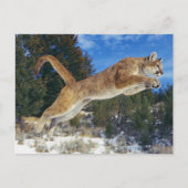 Carte Postale Cougar sauteur (Devant)