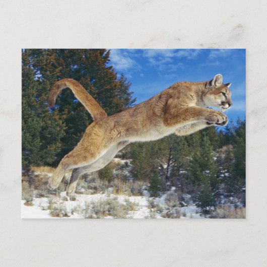 Carte Postale Cougar sauteur (Devant)