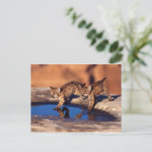 Carte Postale cougar twin (Debout devant)