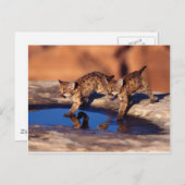 Carte Postale cougar twin (Devant / Derrière)