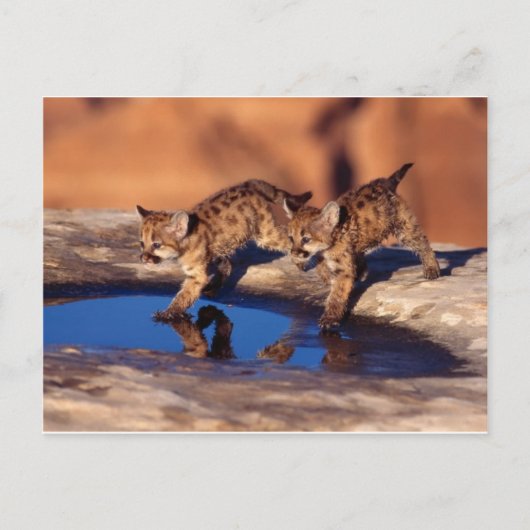 Carte Postale cougar twin (Devant)