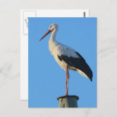 Carte Postale Coulée sur poteau (Devant / Derrière)