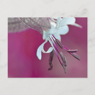 Carte Postale Couleur