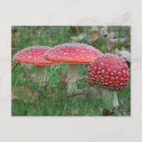 Carte postale couleur Amanitas do-it-yourself