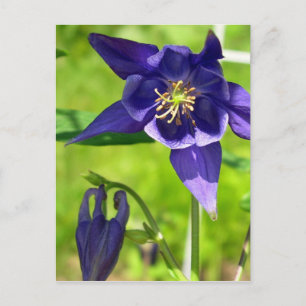 Carte postale couleur bleu violet