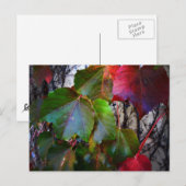 Carte Postale Couleur d'automne (Devant / Derrière)