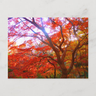Carte Postale Couleur d'automne