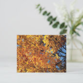 Carte Postale Couleur de chute Racine (Debout devant)