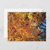 Carte Postale Couleur de chute Racine (Devant / Derrière)