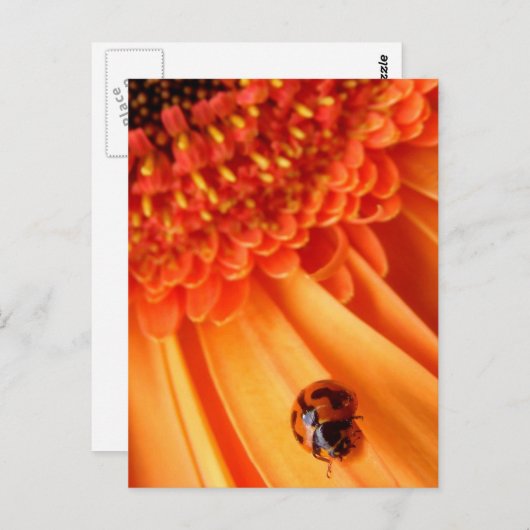 Carte Postale couleur de l'été (Devant / Derrière)