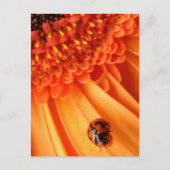 Carte Postale couleur de l'été (Devant)