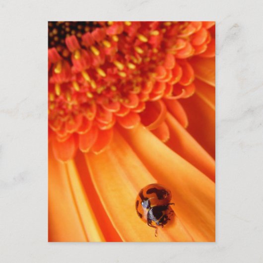 Carte Postale couleur de l'été (Devant)