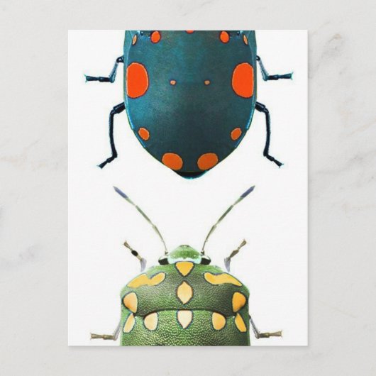 Carte Postale Couleur d'insectes (Devant)
