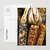 Carte Postale Couleur du maïs (Devant / Derrière)
