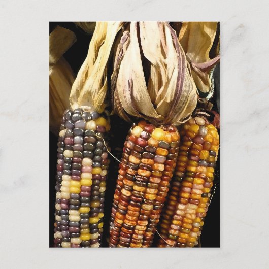 Carte Postale Couleur du maïs (Devant)