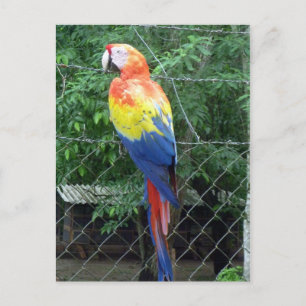 Carte Postale couleur écarlate