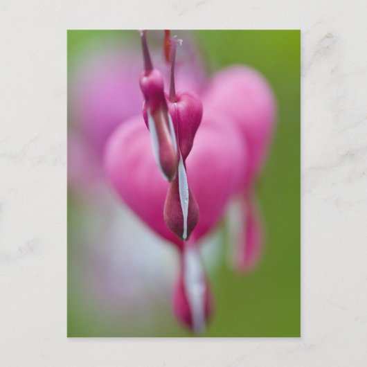 Carte Postale Couleur et forme dramatiques du coeur saignant (Devant)