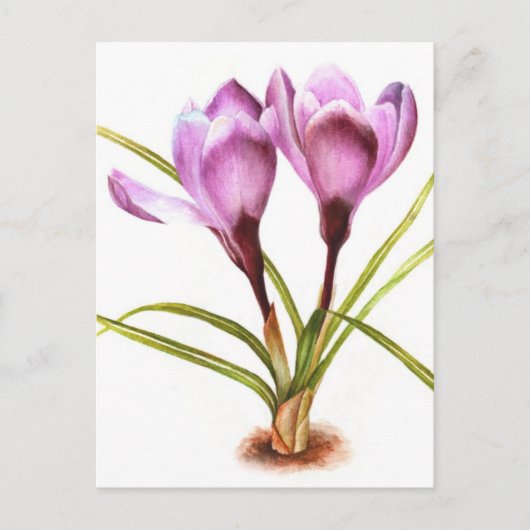Carte postale couleur fine art crocus violet (Devant)