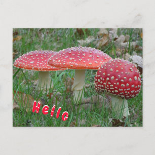 Carte postale couleur Fly Amanitas HELLO