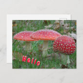 Carte postale couleur Fly Amanitas HELLO (Devant / Derrière)
