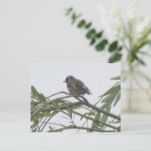 Carte postale couleur Goldfinch do-it-yourself (Debout devant)