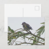 Carte postale couleur Goldfinch do-it-yourself (Devant / Derrière)