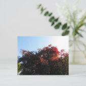 Carte Postale Couleur naturelle (Debout devant)