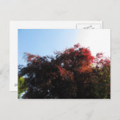 Carte Postale Couleur naturelle (Devant / Derrière)