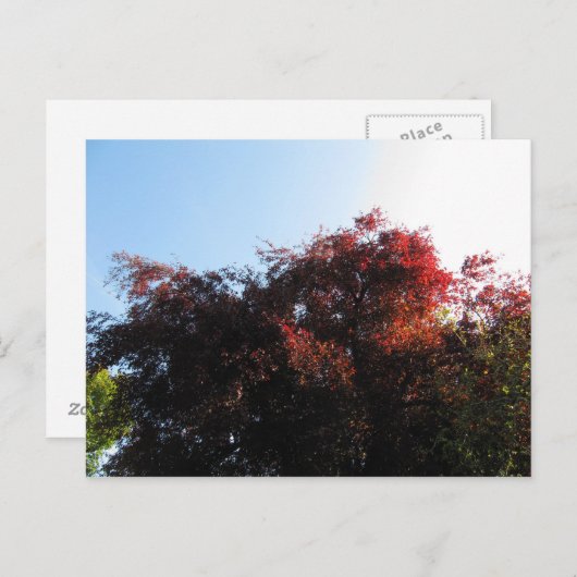 Carte Postale Couleur naturelle (Devant / Derrière)