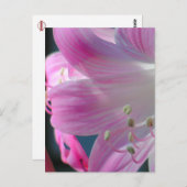 Carte Postale couleur rose Embrasser (Devant / Derrière)